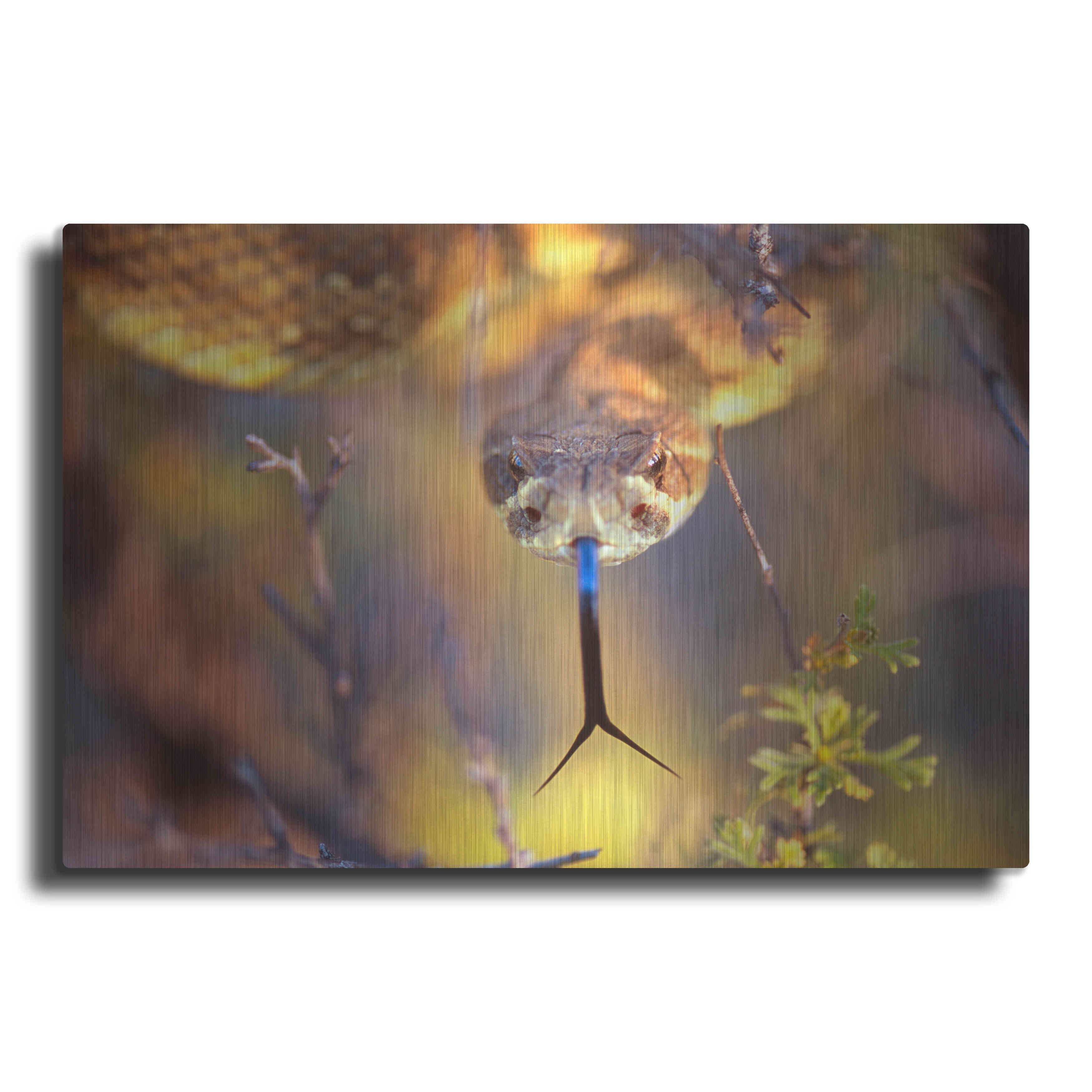 Latitude Run® Rattle by - Unframed Print on Metal - Wayfair Canada