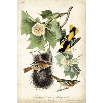 Baltimore Oriole by John Audubon - Painting