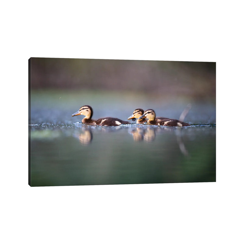 Mallard Ducklings by Mateusz Piesiak - Wrapped Canvas Print, 66.04 cm H x 45.72 cm W x 3.175 cm D