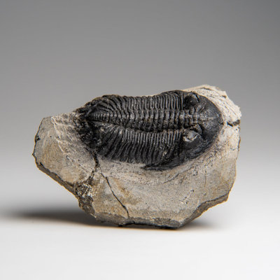 Trilobite véritable (Ptychopariida) sur fond matriciel (336,7 grammes)