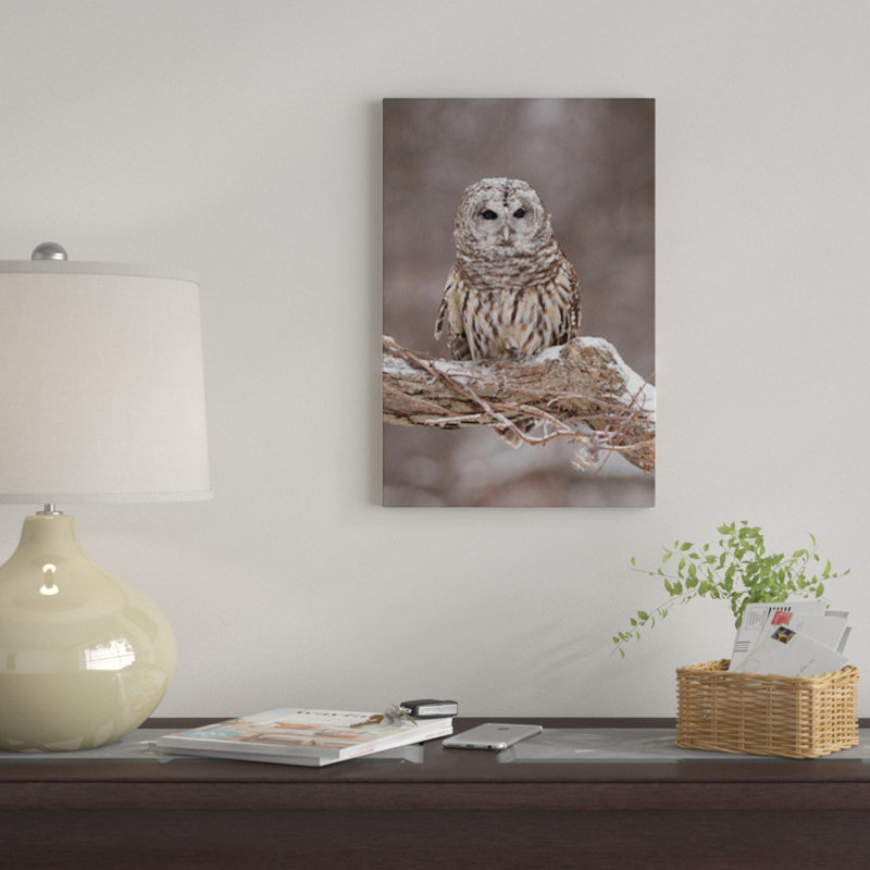 Barred Owl par Steve Gettle - reproduction d'art sur toile tendue, H 12 po x l 8 po x P 0,75 po, Toile tendue, Pas de tapis