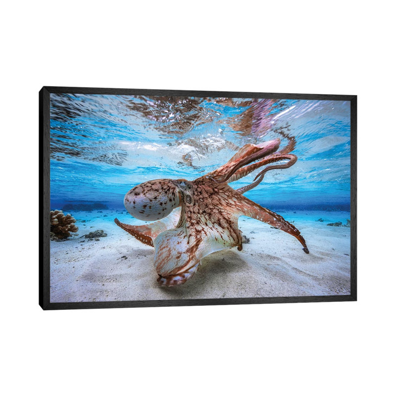 Dancing Octopus by Barathieu Gabriel - Print on Canvas, 66.04 cm H x 45.72 cm W, Black Framed