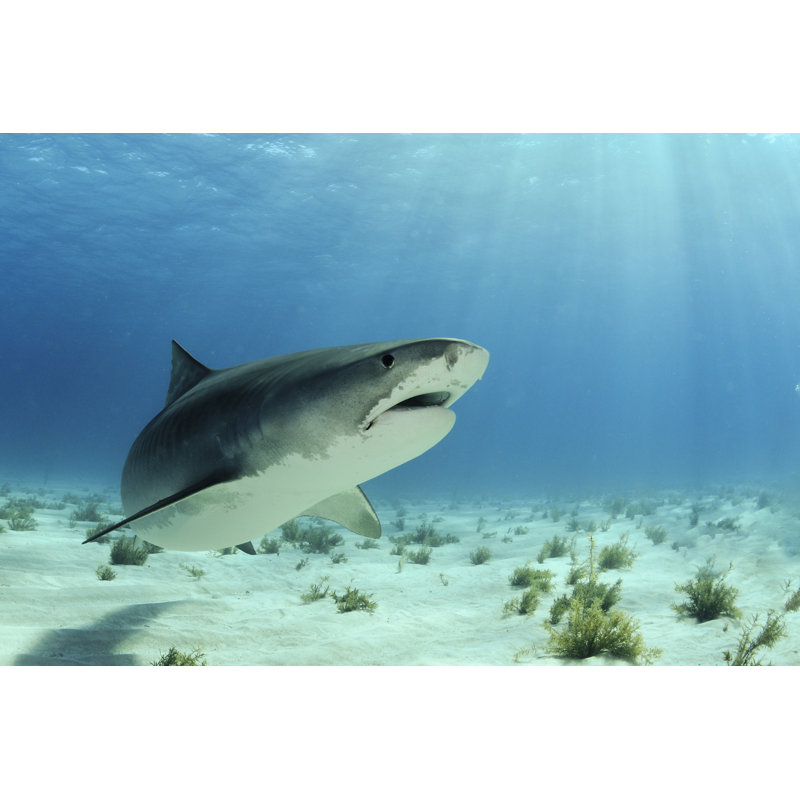 Shark by LFPuntel - Wrapped Canvas Print, 30cm H x 46cm W x 3.8cm D