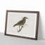 Starling by Von Wright - Framed Print-55615835-55615837