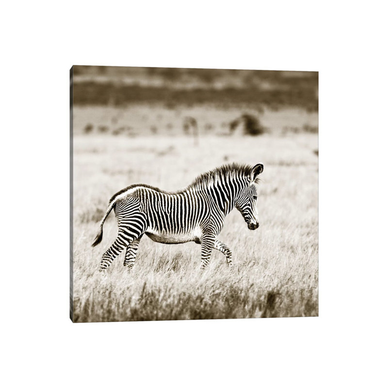 Innocent Zebra by Klaus Tiedge - Wrapped Canvas Print, 45.72 cm H x 45.72 cm W x 1.91 cm D