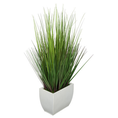 Herbe à feuillage 28 po en pot