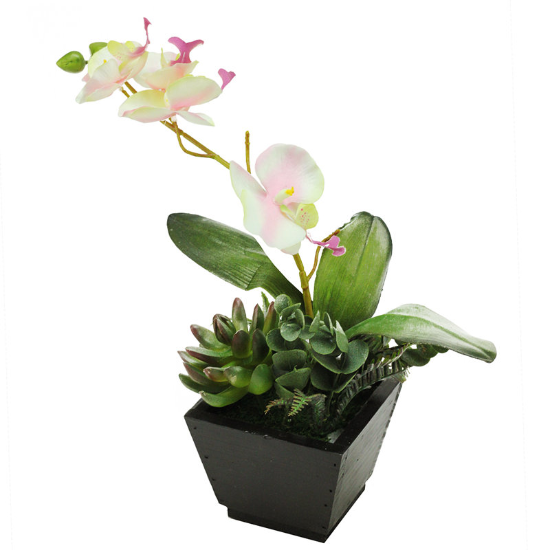 13" Potted White and Pink Orchid with Succulent Plants in Black Wooden Pot