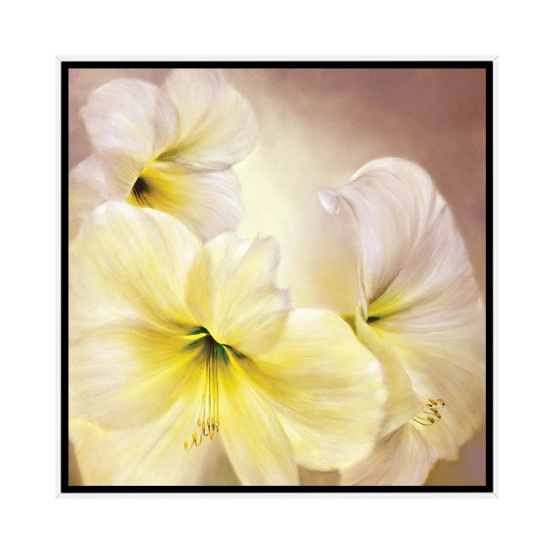 White Amaryllis by Marianna Shakhova - Print on Canvas, White Framed, 45.72 cm H x 45.72 cm W