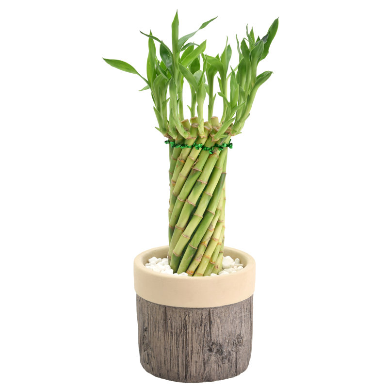 Tornado Lucky Bamboo in Beige Ceramic Planter