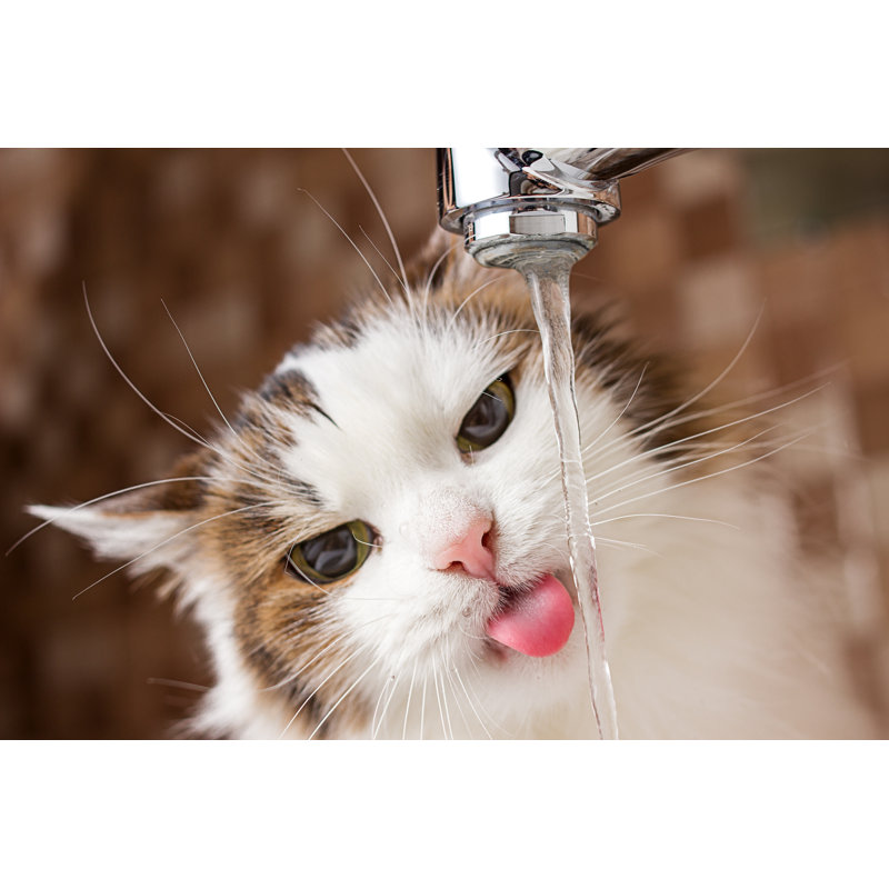 Cat by Phant - Wrapped Canvas Print, 30.48cm H x 45.72cm W