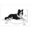Border collie couché