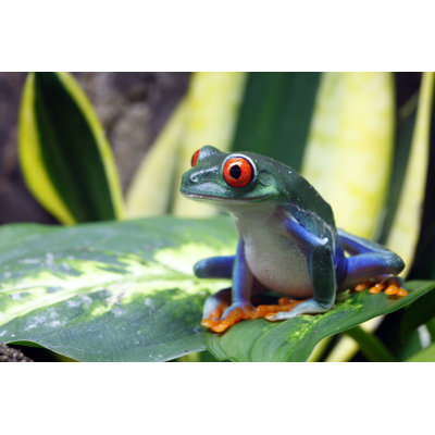 Carias " Eyed Tree Frog "