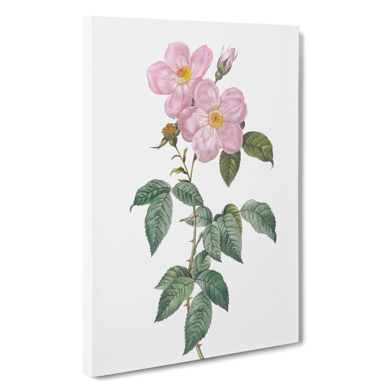 Tea-Scented Rose in Pink by Pierre-Joseph Redoute - Wrapped Canvas, 50cm H x 35cm W x 3cm D