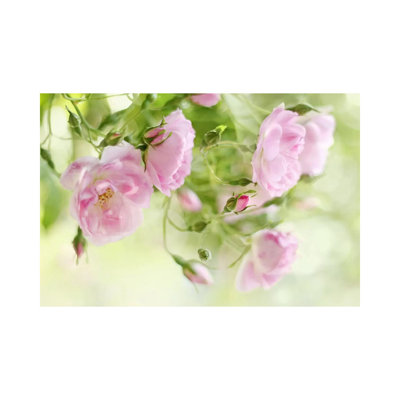 Festival Of Roses by Alyson Fennell - Wrapped Canvas Painting