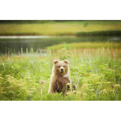 " Bear Life VII " by PHBurchett