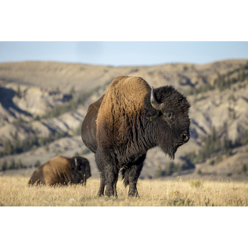 Bison Buffalo - Photographie sur toile tendue, H 12 po x l 18 po