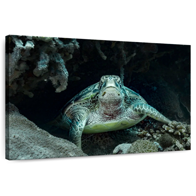Brampt Bali Green Sea Turtle