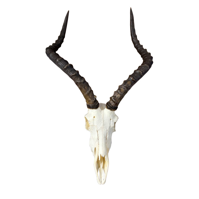 Real Impala Antelope Skull