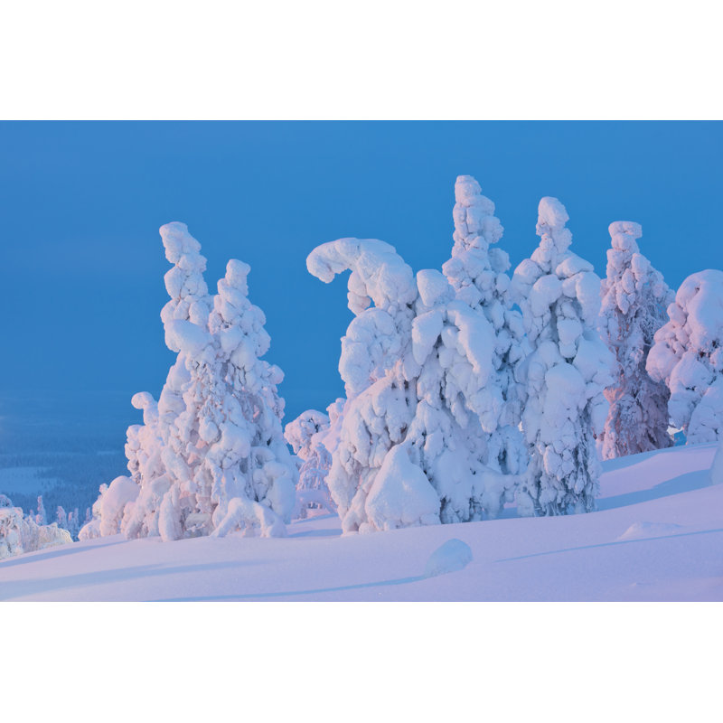 Snow Covered Trees - Wrapped Canvas Print, 30cm H x 46cm W