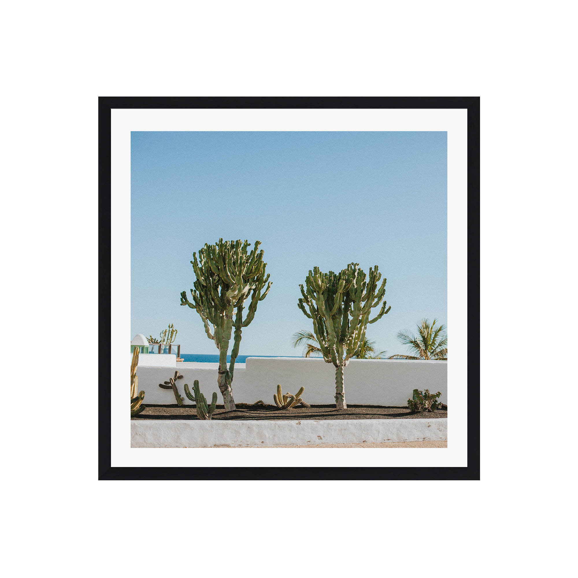 Hello Twiggs Three Cactus by Claudia Casal, Black Floater Framed, No, 36" H x 36" W x 2" D