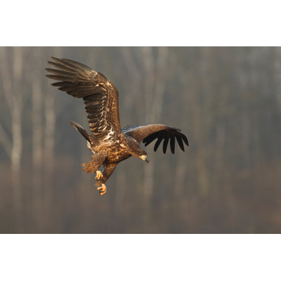 White Tailed Eagle - Wrapped Canvas Print