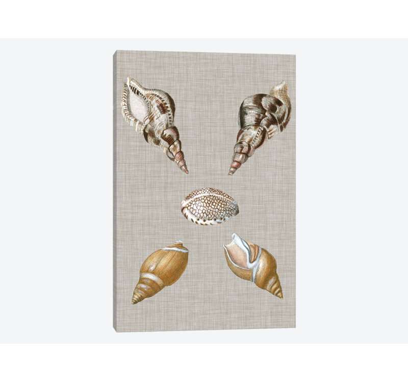Coquillages sur toile IV par Vision Studio - Giclée sur toile tendue avec châssis, H 40 po x l 26 po x P 1,5 po, Pas de tapis
