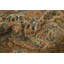 Tapis traditionnel rétro 10 x 13