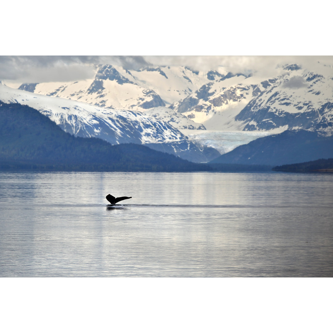 Humpback Whale Dives by Gprentice - Wrapped Canvas Print