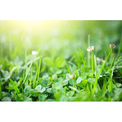 Clover Field by Kalistratova