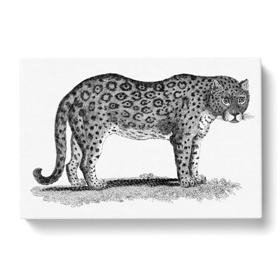 Leopard In Black & White by George Shaw - Wrapped Canvas Print