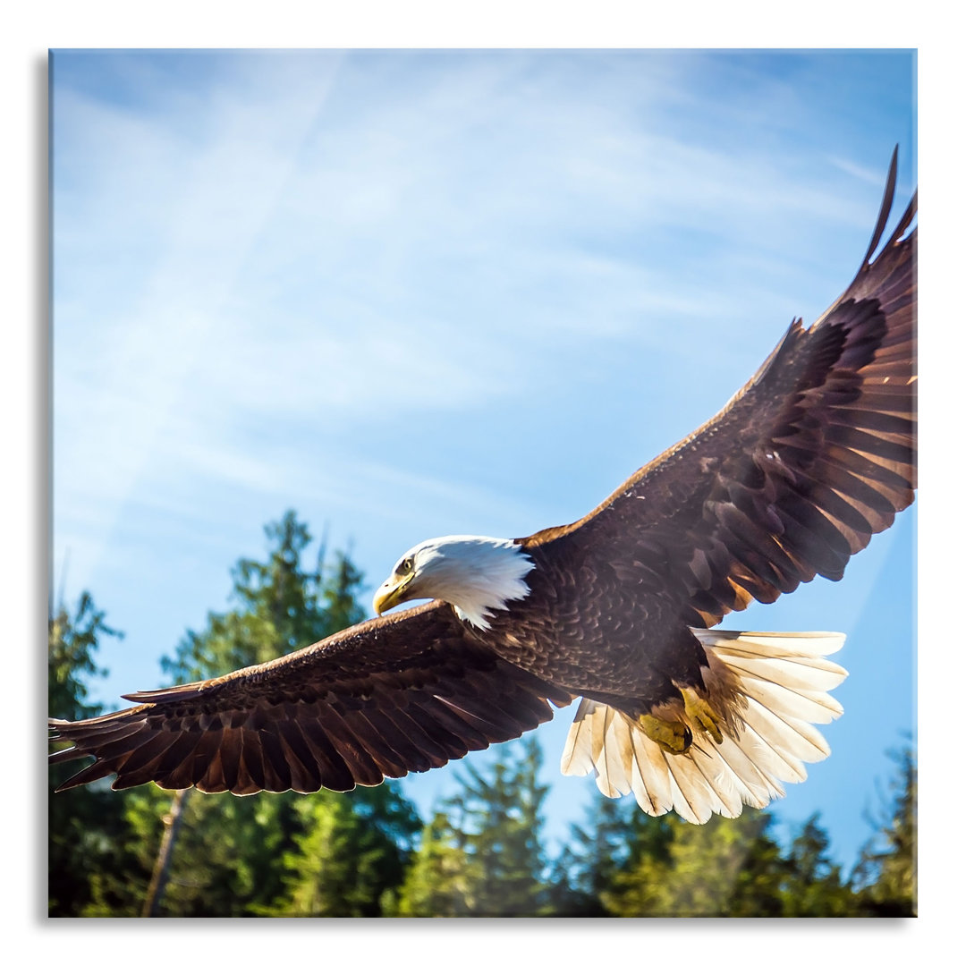 Glasbild Eagle