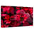 Dewy Poinsettia-1583756200