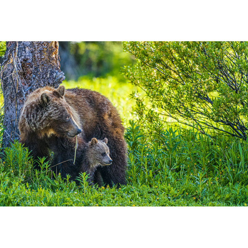 Banff National Park - Wrapped Canvas Print, 61cm H x 91cm W x 3.8cm D