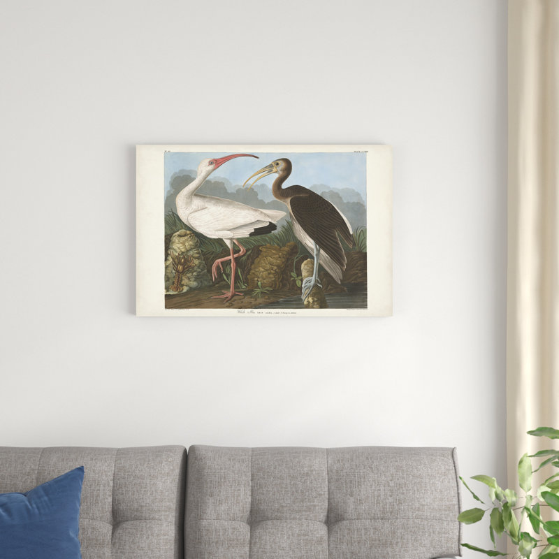 Pl 222, ibis blanc, H 20 po x l 30 po, Noir/brun/blanc
