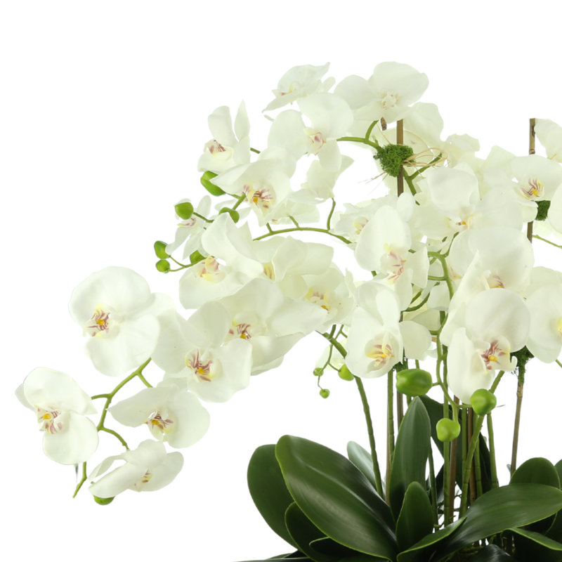 Orchid Arrangement in Decorative Ceramic Planter