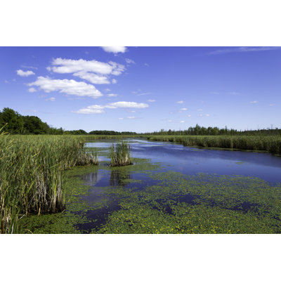 Cottingham Beautiful Pond With Cattails - Wrapped Canvas Print