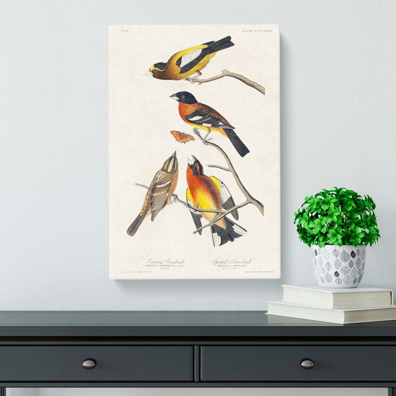 Grosbeak Birds by John Audubon - Wrapped Canvas, 60cm H x 40cm W x 3cm D
