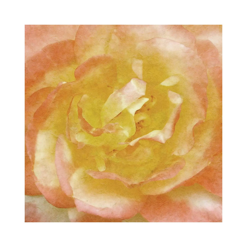Wall Flower I by Alonzo Saunders - Wrapped Canvas Print, 45.72 cm H x 45.72 cm W x 3.175 cm D