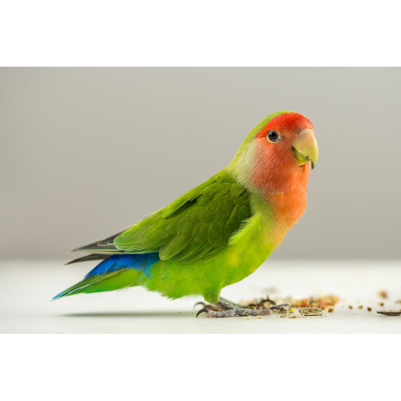 Colorful Agapornis by Gajus - Wrapped Canvas Print, 30cm H x 46cm W