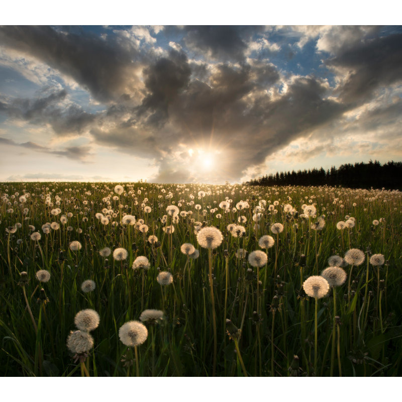 1 Piece Wrapped Canvas Wall Art, 60.96 cm H x 91.44 cm W