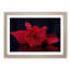 Red Rose Flower - Picture Frame Painting Print-55597829-55597834