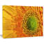«Yellow Daisy Gerbera», gros plan - impression sur toile tendue-25565641