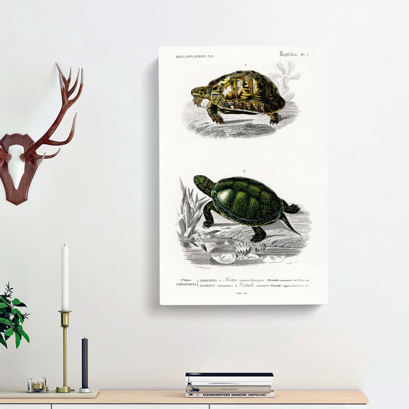 Tortoise & Turtle Illustrations PL. 1 by Charles D' Orbigny - Wrapped Canvas Painting, 50cm H x 35cm W x 3cm D
