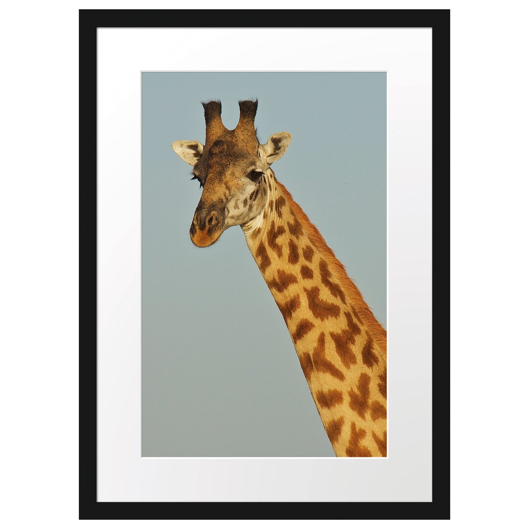 Majestätische Giraffe Gerahmte Fotokunstdrucke Poster