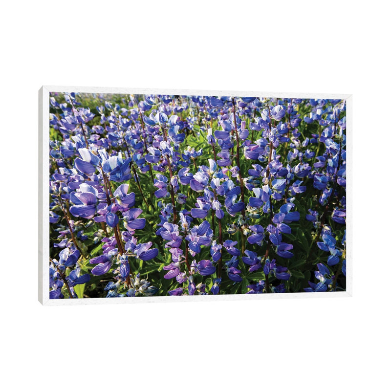 Wildflowers In A Field, Mount Rainier National Park, Washington State, USA 1 Piece Wall Art on Canvas, White Floater Frame