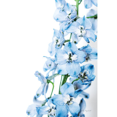 Delphinium III fraîchement cueilli