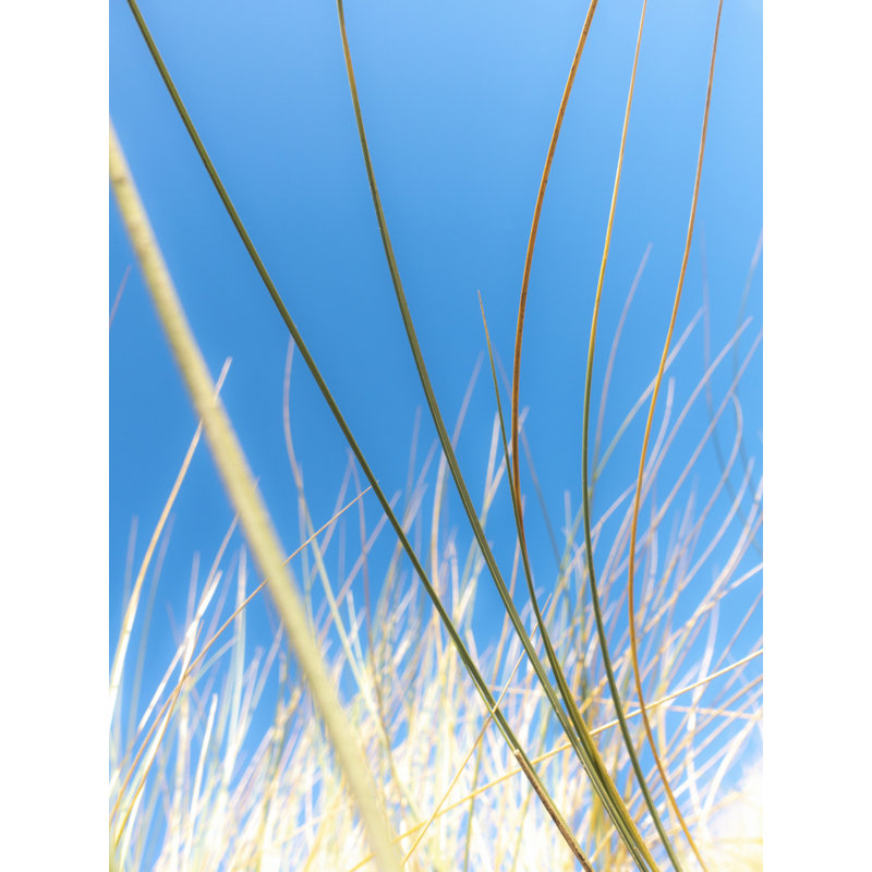 Dune Graminées par Petra Trimmel, H 33 po x l 25 po, 32" H x 24" W