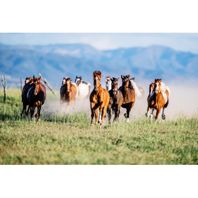 Wild Horses Running in Utah 1 Piece Wrapped Canvas Wall Art