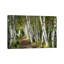 A Walk Through The Birch Trees by Danny Head - Print on Canvas-69997778-101344044-56733377