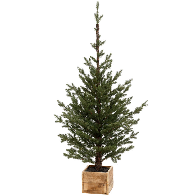 Pinetree en boîte, moyen - 55 pouces